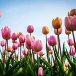 5 Flower-Themed Films Revealing the Power of Growth