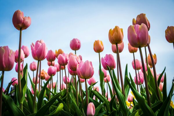 5 Flower-Themed Films Revealing the Power of Growth